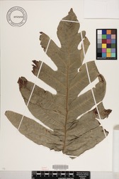 Artocarpus altilis x mariannensis 'Ulu Afa Hamoa'