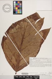 Artocarpus altilis x mariannensis 'Ulu afa'