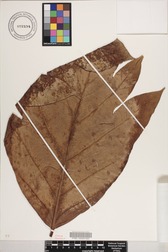 Artocarpus altilis x mariannensis 'Ulu afa'