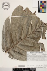 Artocarpus altilis x mariannensis 'Ulu Hamoa'