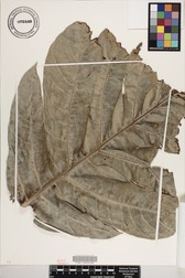 Artocarpus altilis x mariannensis 'Ulu Hamoa'