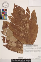 Artocarpus altilis x mariannensis 'Ulu Afa Hamoa'