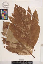 Artocarpus altilis x mariannensis 'Ulu Afa Hamoa'