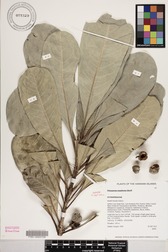 Pittosporum napaliense