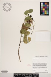 Capparis sandwichiana