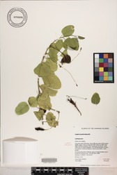 Capparis sandwichiana