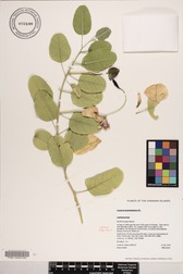Capparis sandwichiana