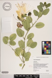 Capparis sandwichiana