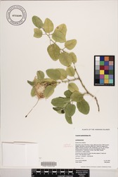 Capparis sandwichiana