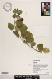Capparis sandwichiana