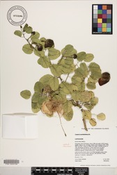 Capparis sandwichiana
