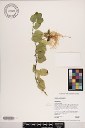 Capparis sandwichiana