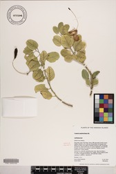 Capparis sandwichiana