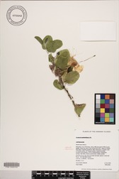 Capparis sandwichiana