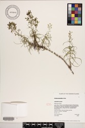 Schiedea spergulina