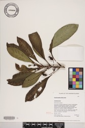 Scaevola glabra