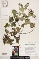 Alyxia stellata