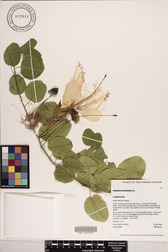 Capparis sandwichiana