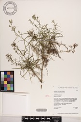Schiedea spergulina