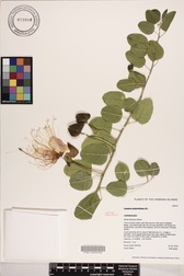 Capparis sandwichiana
