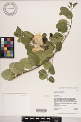 Capparis sandwichiana