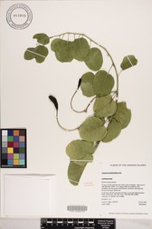 Capparis sandwichiana