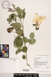 Capparis sandwichiana
