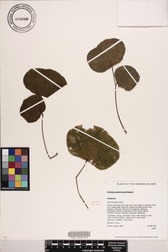 Erythrina sandwicensis