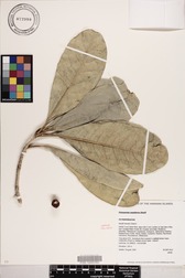 Pittosporum napaliense