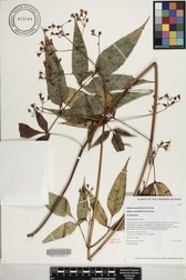 Bidens forbesii subsp. forbesii