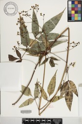 Bidens forbesii subsp. forbesii