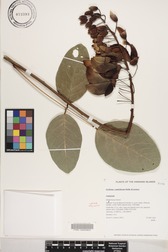 Erythrina ×malottorum
