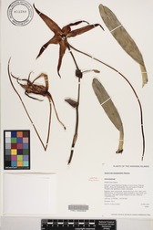 Angraecum sesquipedale