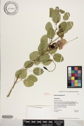 Capparis sandwichiana