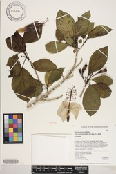 Hibiscus waimeae subsp. hannerae