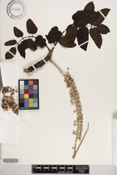 Polyscias lallanii