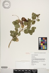Capparis sandwichiana