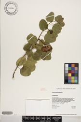Capparis sandwichiana