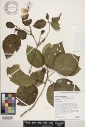 Hibiscus waimeae subsp. hannerae
