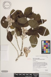 Hibiscus waimeae subsp. hannerae