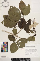Hibiscus waimeae subsp. hannerae