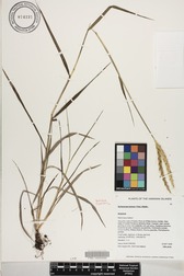Ischaemum byrone