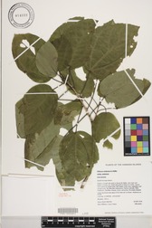 Hibiscus waimeae subsp. waimeae