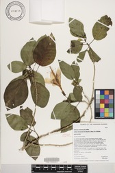 Hibiscus waimeae subsp. hannerae