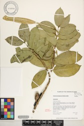 Cubanola domingensis