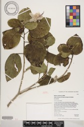 Hibiscus waimeae subsp. hannerae