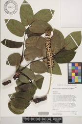 Polyscias lallanii
