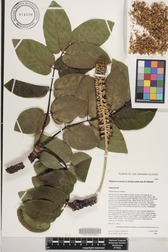 Polyscias lallanii
