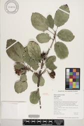 Hibiscus waimeae subsp. waimeae