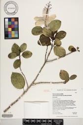 Hibiscus waimeae subsp. hannerae